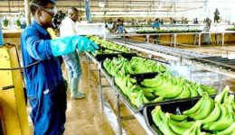 Cameroon’s banana exports jump 34% in July to 20,577 tons