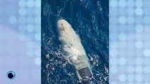 Iran seizes cutting-edge US unmanned submersible in Strait of Hormuz